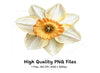Elegant White Daffodil Clipart Bundle