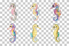 Colorful Seahorse Clipart Bundle - CraftNest - Digital Crafting and Art