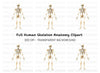 Human Skeleton Anatomy Clipart Bundle