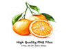 Fresh Orange Fruit Clipart Bundle