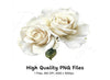 Elegant White Roses Clipart Bundle