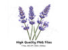 Beautiful Lavender Sprigs Clipart Bundle
