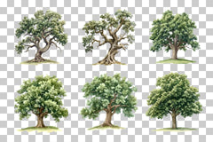 Old Oak Tree Nature Clipart Bundle - CraftNest - Digital Crafting and Art