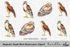 Majestic Hawk Bird Clipart Bundle