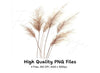 Pampas Grass Clipart Bundle