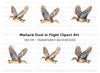 Mallard Ducks in Flight Clipart Bundle