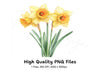 Daffodil Clipart Bundle