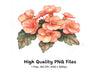 Peach Begonia Flower Clipart Bundle