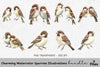 Charming Sparrow Illustrations Clipart Bundle