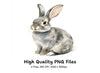 Cute Bunny Clipart Bundle