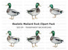 Mallard Duck Clipart Bundle