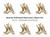 Natural Wood Root Illustration Clipart Bundle