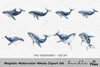 Majestic Whale Clipart Bundle