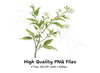 Elegant White Jasmine Floral Clipart Bundle