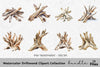 Driftwood Clipart Bundle