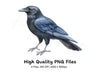 Black Crow Bird Clipart Bundle