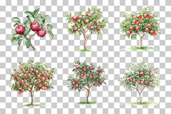 Apple Tree Harvest Scene Clipart Bundle - CraftNest - Digital Crafting and Art