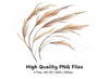 Pampas Grass Clipart Bundle