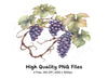 Elegant Grape Cluster Clipart Bundle