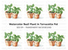 Fresh Basil Plants in Terracotta Pots Clipart Bundle