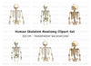Human Skeleton Clipart Bundle