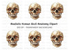 Human Skull Clipart Bundle