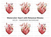 Floral Anatomical Heart Clipart Bundle