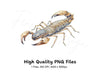 Realistic Scorpion Clipart Bundle