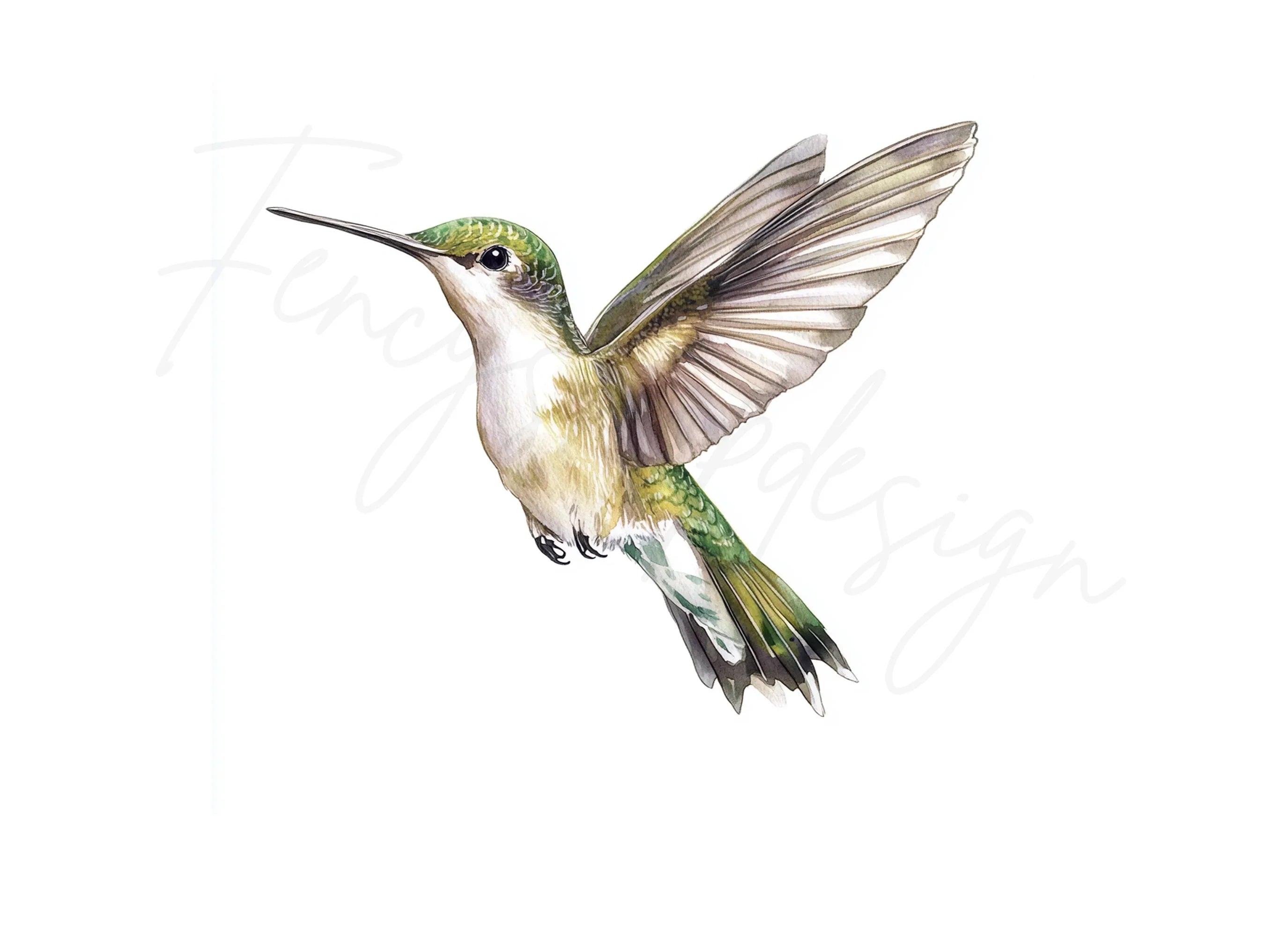 Hummingbird Clipart Bundle