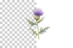 Wild Thistle Flower Clipart Bundle - CraftNest - Digital Crafting and Art