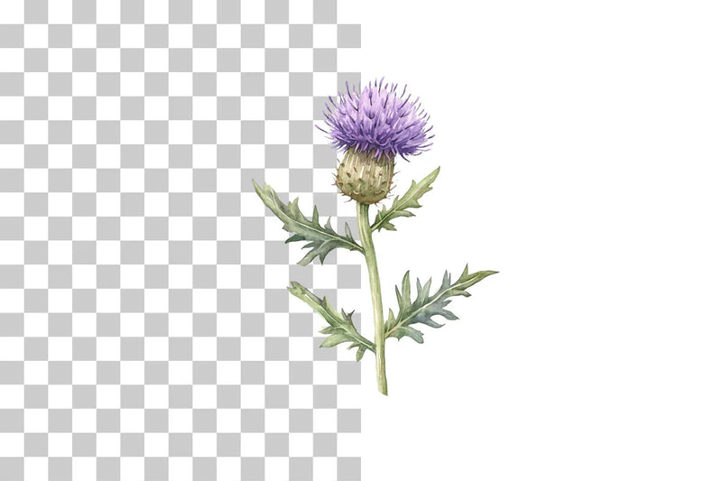 Wild Thistle Flower Clipart Bundle - CraftNest - Digital Crafting and Art