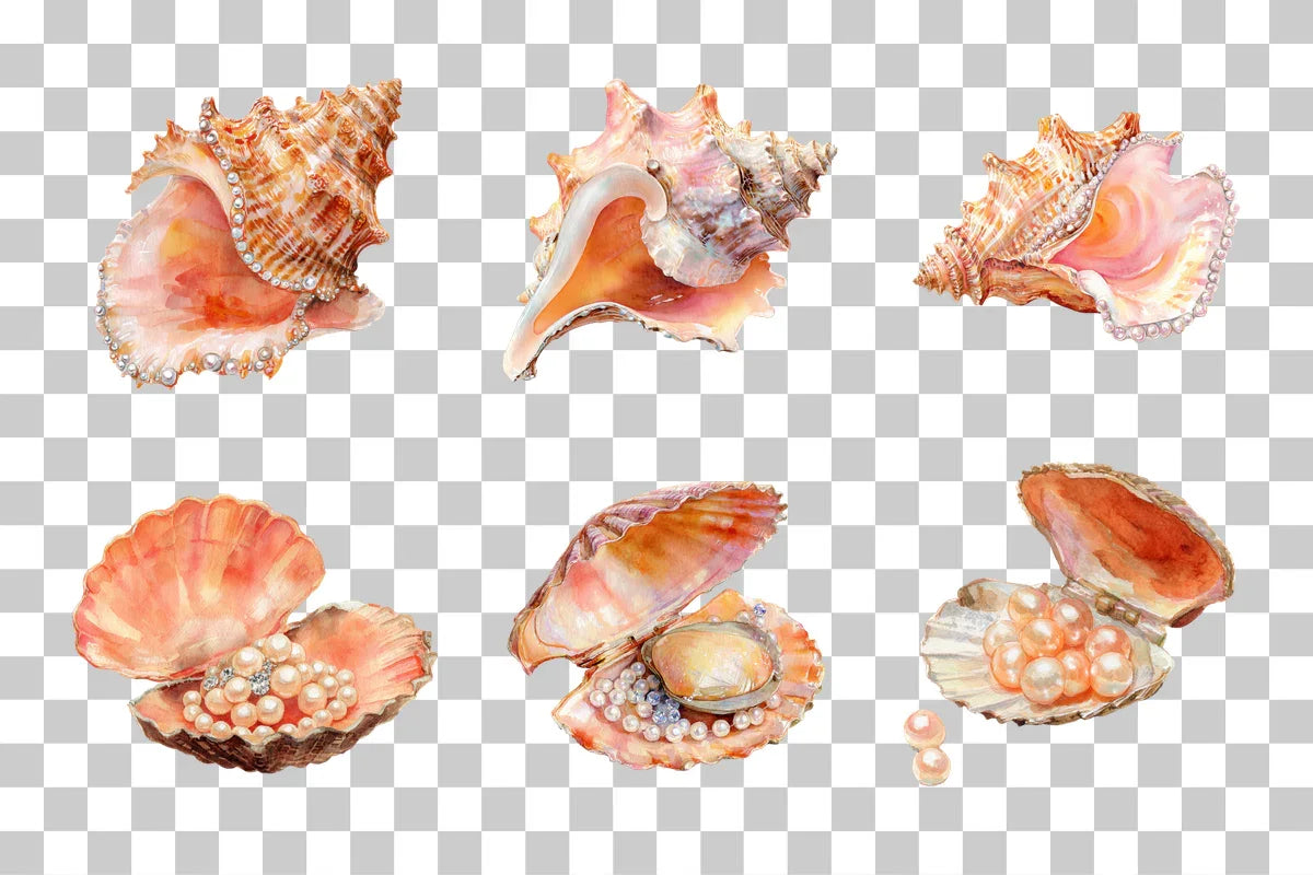 Seashell Clipart Bundle: 390 Unique Designs - CraftNest - Digital Crafting and Art