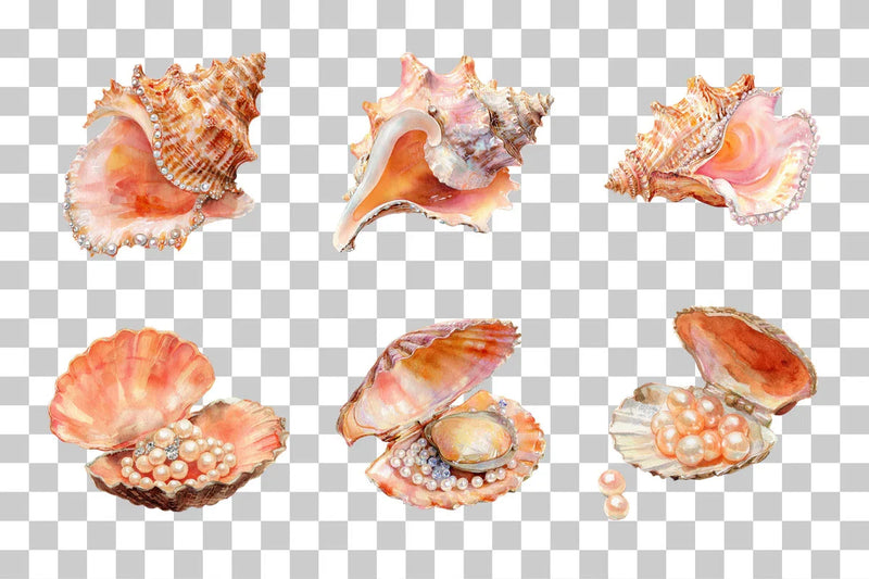 Seashell Clipart Bundle: 390 Unique Designs - CraftNest - Digital Crafting and Art