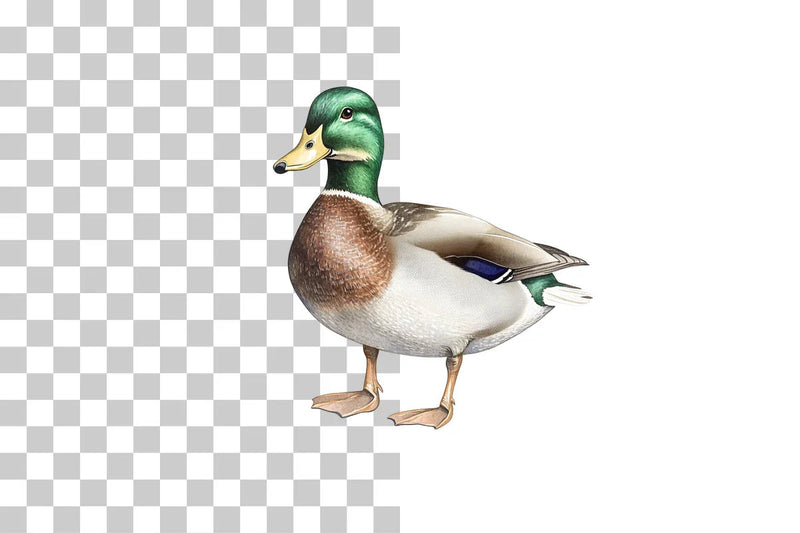 Mallard Duck Illustration Clipart Bundle - CraftNest - Digital Crafting and Art