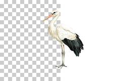 Stork Bird Clipart Bundle - CraftNest - Digital Crafting and Art