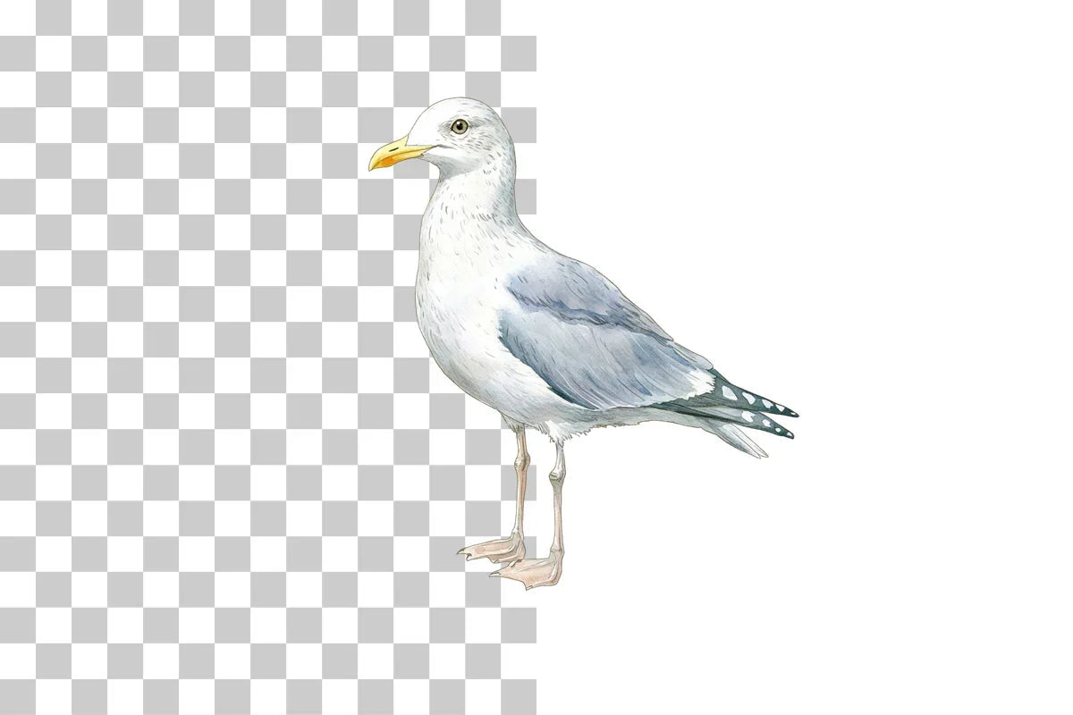 Seagull Illustration Clipart Bundle - CraftNest - Digital Crafting and Art
