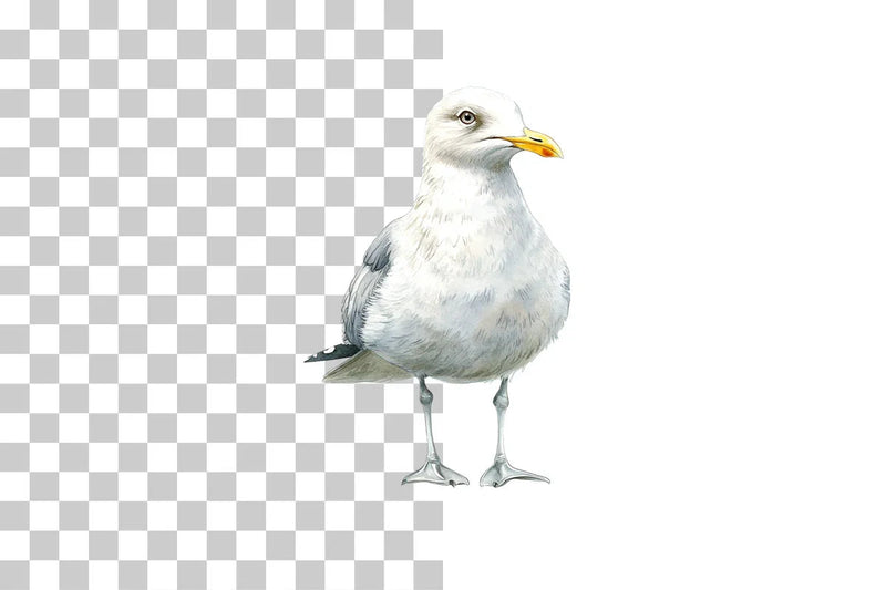 Seagull Coastal Bird Clipart Bundle - CraftNest - Digital Crafting and Art