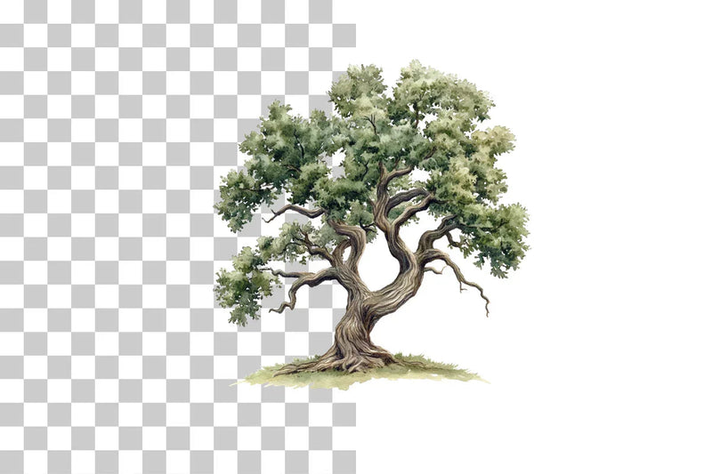 Old Oak Tree Nature Clipart Bundle - CraftNest - Digital Crafting and Art