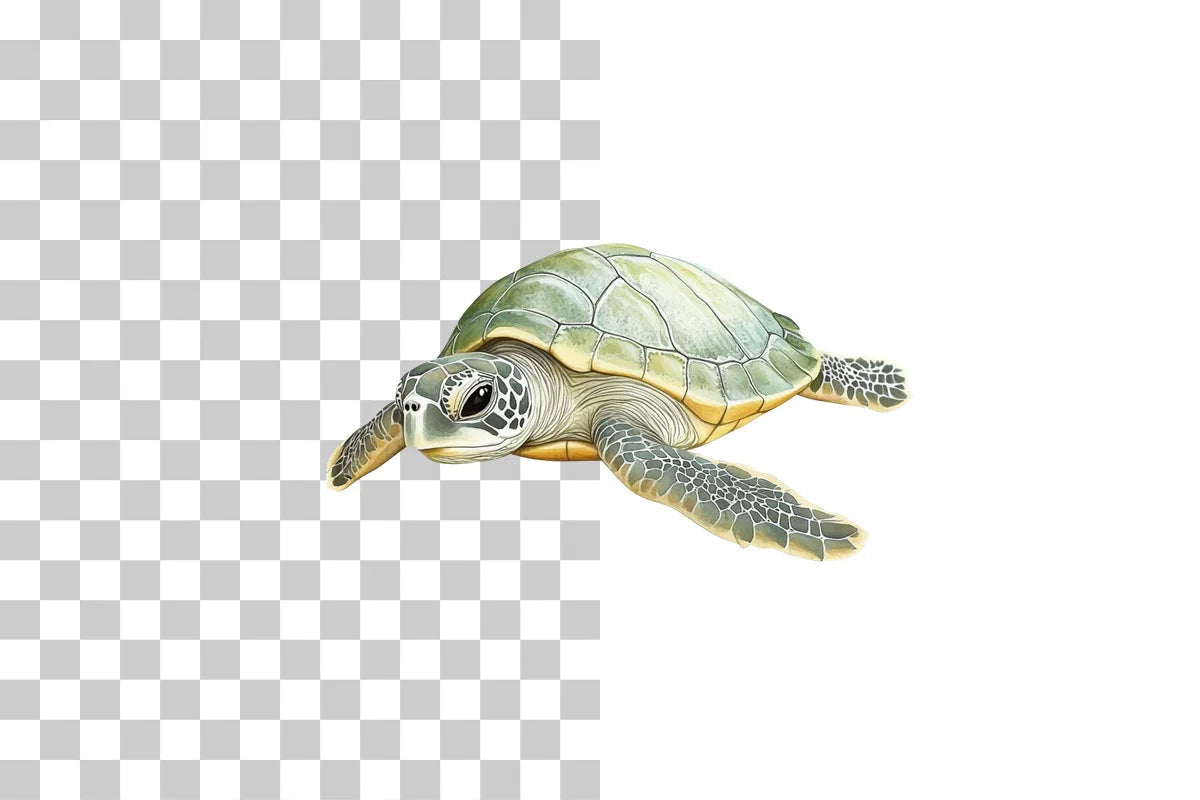 Baby Sea Turtle Nursery Clipart Bundle - CraftNest - Digital Crafting and Art