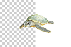 Baby Sea Turtle Nursery Clipart Bundle - CraftNest - Digital Crafting and Art
