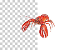 Red Lobster Marine Life Clipart Bundle - CraftNest - Digital Crafting and Art