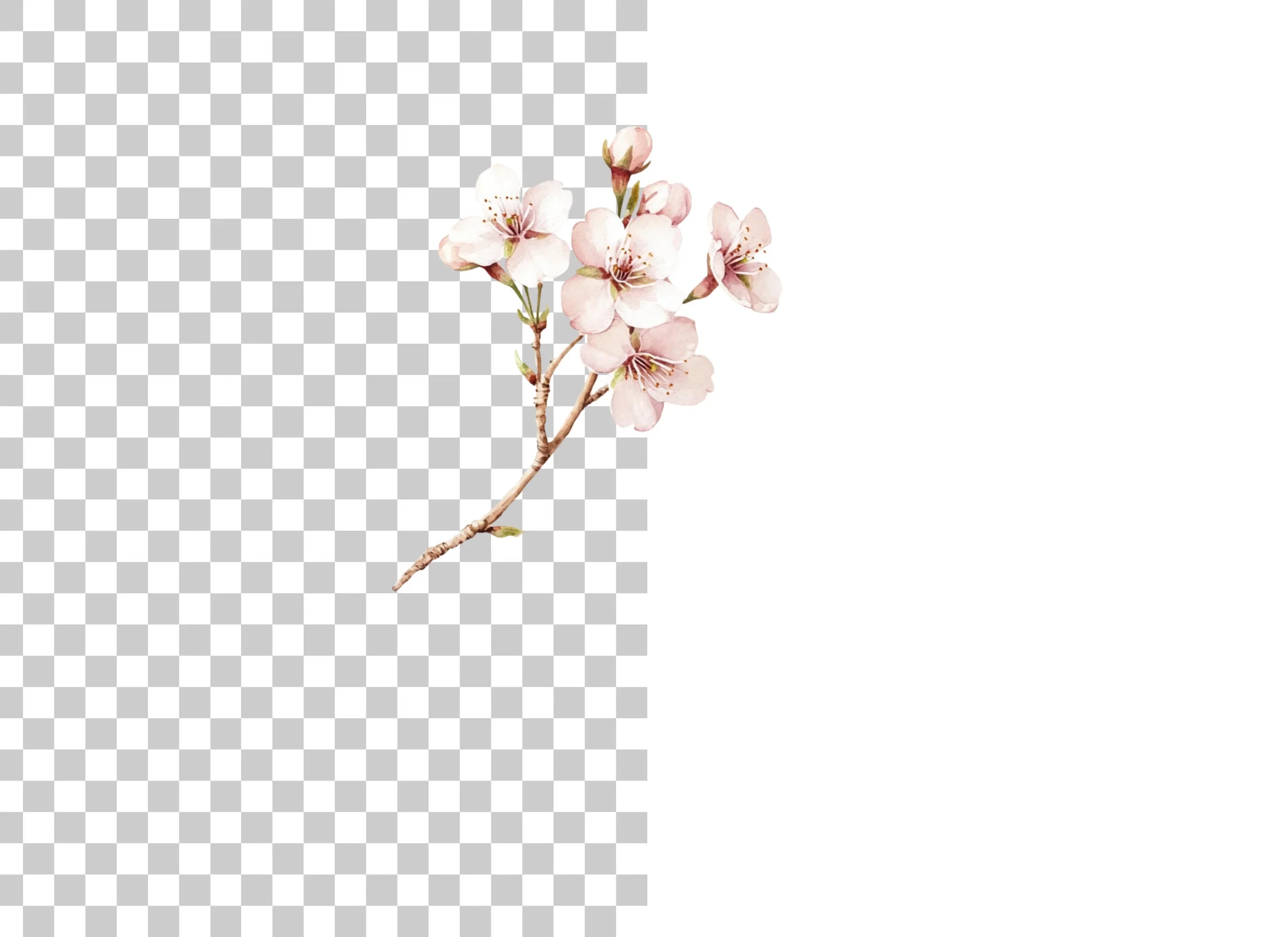 Delicate Cherry Blossom Clipart Bundle