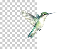 Hummingbird In Flight Clipart Bundle - CraftNest - Digital Crafting and Art