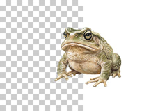 Grumpy Toad Character Clipart Bundle - CraftNest - Digital Crafting and Art