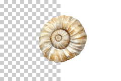 Shell Fossil Illustration Clipart Bundle - CraftNest - Digital Crafting and Art