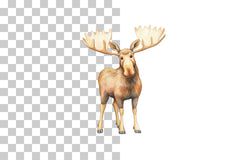 Funny Cartoon Moose Clipart Bundle - CraftNest - Digital Crafting and Art