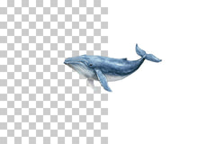 Whale Ocean Animal Clipart Bundle - CraftNest - Digital Crafting and Art