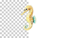 Colorful Seahorse Clipart Bundle - CraftNest - Digital Crafting and Art