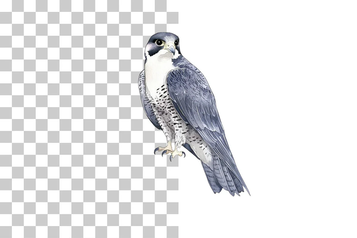 Peregrine Falcon Bird of Prey Clipart Bundle - CraftNest - Digital Crafting and Art