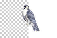 Peregrine Falcon Bird of Prey Clipart Bundle - CraftNest - Digital Crafting and Art